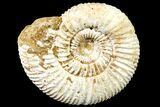Jurassic Ammonite (Perisphinctes) Fossil - Madagascar #161746-1